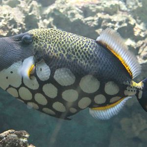 Clown trigger, Balistoides conspicillum