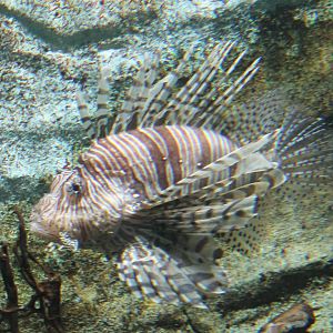 Lionfish