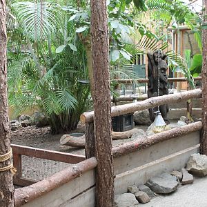 Enclosure Yellow-footed tortoise