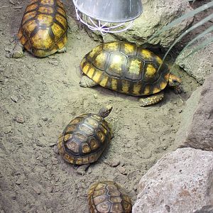 Yellow-footed tortoises - different sizes and ages