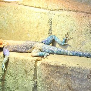Common agama