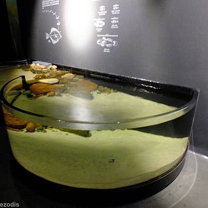 Open-topped Tank - Gdynia Aquarium