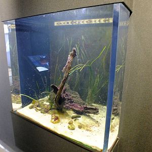 Tank with Small Invertebrates - Gdynia Aquarium