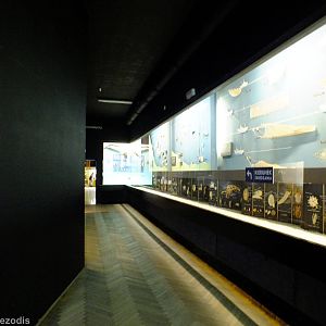 Display in the Education Chamber - Gdynia Aquarium