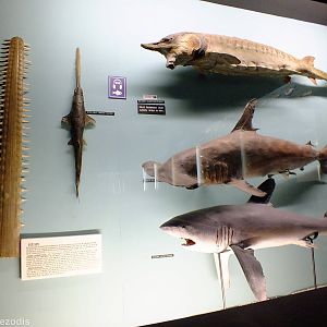 Display in the Education Chamber - Gdynia Aquarium