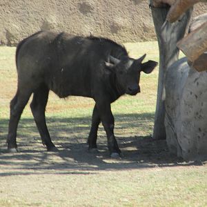 juvenile cape bufallo san juan de aragon zoo
