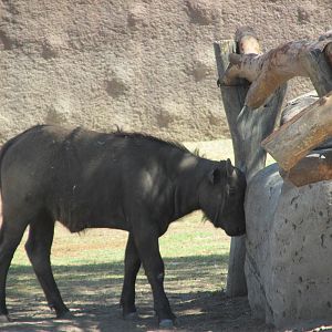 juvenile cape bufallo san juan de aragon zoo