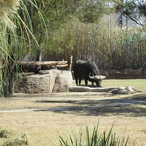 cape bufallo san juan de aragon zoo