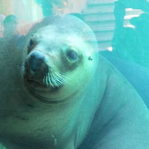 california sea lion san juan de aragon zoo underwater viewing