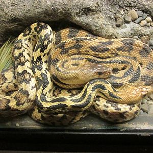 cincuate pine snake san juan de araogn zoo