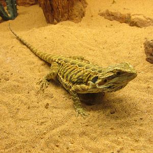bearded dragon san juan de aragon zoo