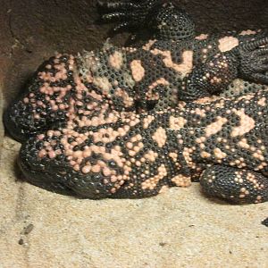 gila lizard san juan de aragon zoo