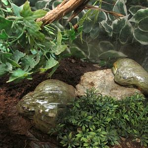 african bullfrogs san de aragon zoo