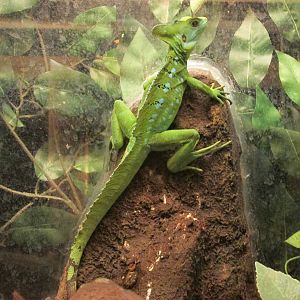 basilisk lizard san juan de aragon zoo