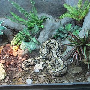 gabon viper san juan de aragon zoo