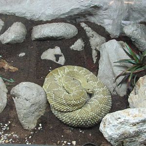 mexican west coast rattlesnake san juan de aragon zoo
