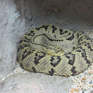 tropical rattlesnake san juan de aragon zoo