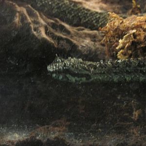 mexican horned pit viper san juan de aragon zoo