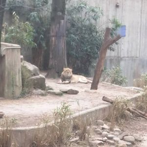 Great Cats on Lion and Tiger Hill - African Lion