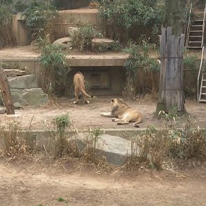 Great Cats on Lion and Tiger Hill - African Lion