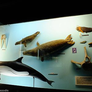 Display in the Education Chamber- Gdynia Aquarium