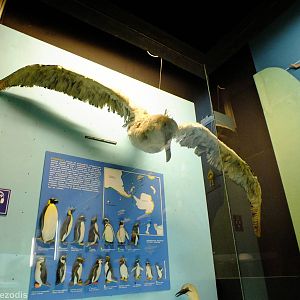 Albatross and Penguins Display - Gdynia Aquarium