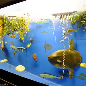 Display in the Edcuation Chamber - Gdynia Aquarium