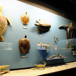 Reptile Display - Gdynia Aquarium