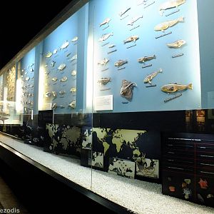 Display in the Education Chamber - Gdynia Aquarium