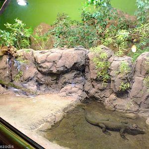 Dwarf Crocodile Enclosure - Gdynia Aquarium
