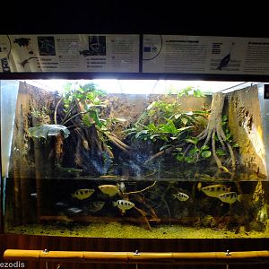 Chinese Water Dragon and Banded Archerfish Tank - Gdynia Aquarium