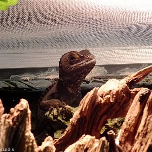 Brown Basilisk - Gdynia Aquarium