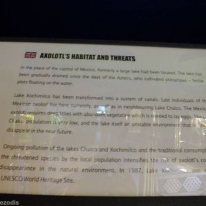 Axolotl Sign - Gdynia Aquarium