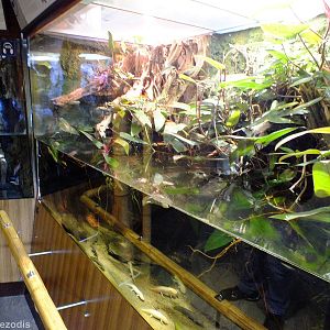 Brown Basilisk and Axolotl Enclosure- Gdynia Aquarium