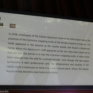 Common Snapping Turtle Sign - Gdynia Aquarium