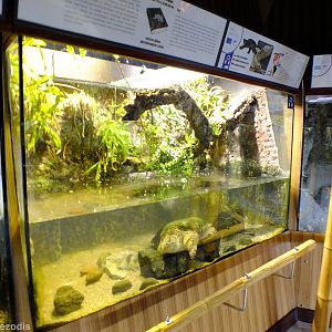 Common Snapping Turtle Tank - Gdynia Aquarium