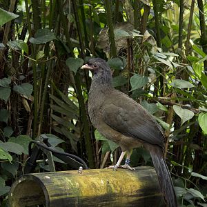 Chaco chachalaca in Burgers Bush