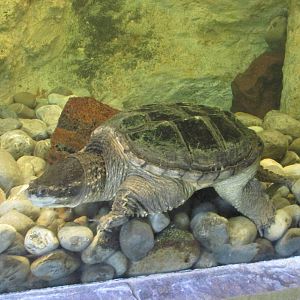 snapping turtle san juan de aragon zoo