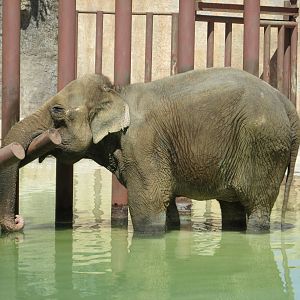 asian elephant san juan de aragon zoo