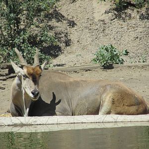 eland  san juan de aragon zoo