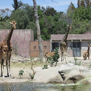 reticulated giraffes san juan de aragon zoo