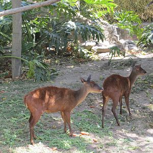 mexican brocket deer san juan de aragon zoo