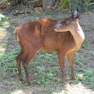 mexican brocket deer san juan de aragon zoo