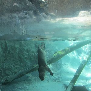 neotropical otter san juan de aragon zoo