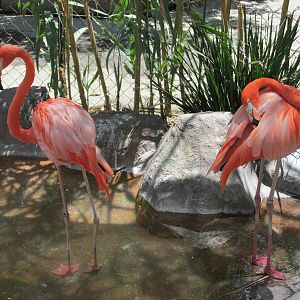 flamingos san juan de aragon zoo