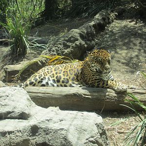 jaguar san juan de aragon zoo