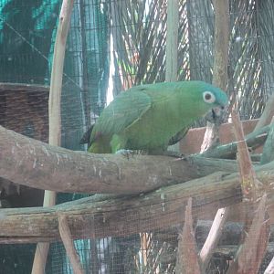 blue crowned amazon parrot san juan de aragon zoo