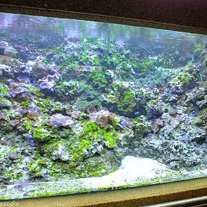 Yellowtail Damselfish Tank - Gdynia Aquarium