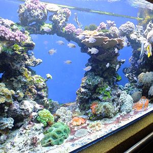 Mixed Reef Tank - Gdynia Aquarium