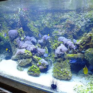 Mixed Reef Tank - Gdynia Aquarium